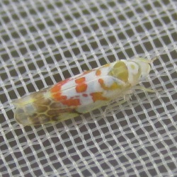 Typhlocyba quercus